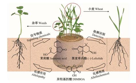 植物的功用|植物有什么作用？